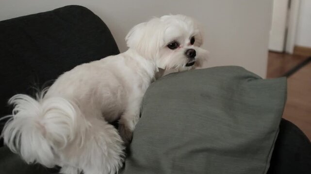 Small, fluffy white Maltese dog relaxing on a dark gray couch with a green blanket. Playfully scratches the puppy, who responds with high energy, rolling over, sticking its tongue out.