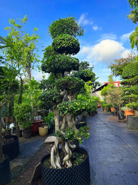Bonsai tree in garden