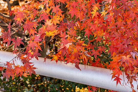 Close-up of vibrant red momiji maple leaves over a white handrail in Kitanomaru Park December 2023