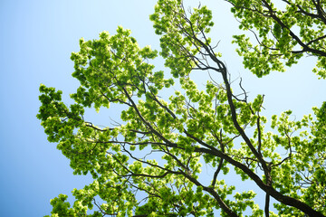Fototapeta premium Tree branches with green leaves against clear sky