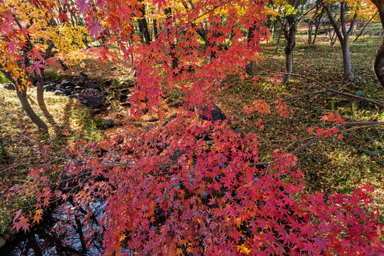 High angle view of beautiful red maple leaves draping over a stream in Kitanomaru Park December 2023