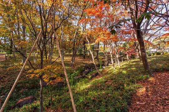 Autumn forest landscape with a stream and colorful trees in Kitanomaru Park December 2023