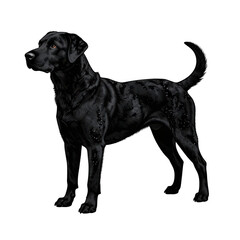 Obraz premium Black Labrador Dog Isolated Transparent Background