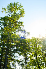 Fototapeta premium Tall trees against a bright blue sky with sun shining