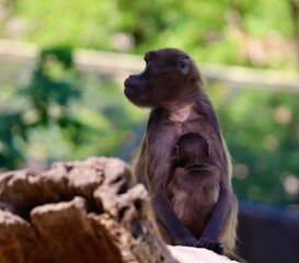 Monkey and baby © Valerie