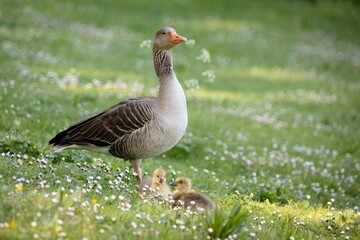 Goose Spring baby geese chicks © JACQUELYN
