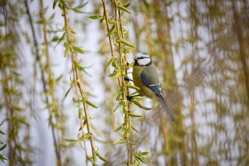 Blue Tit Chickadee Bird in Willow Tree © JACQUELYN