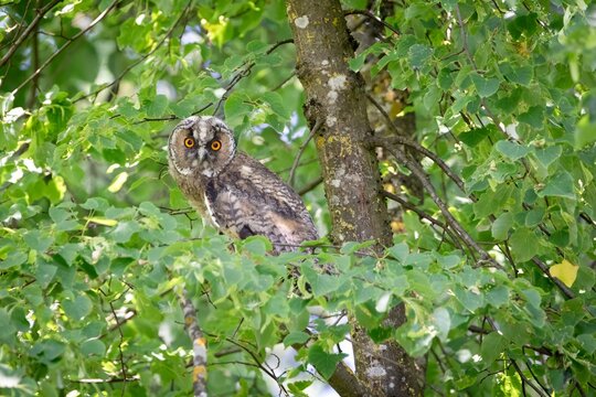 Long Eared Owl in Tree