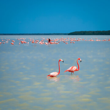 Pink flamingos at the Celestun, Mexico  