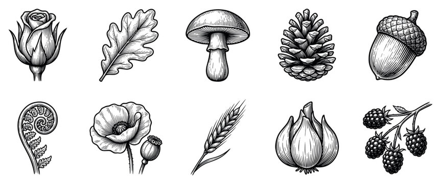 Nature elements icons set. Botanical and forest flora concept. Includes rosebud, oak leaf, mushroom, pine cone, acorn, fern, poppy, wheat, garlic, blackberry. Engraving style