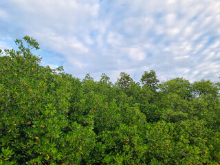 Fototapeta premium Background view of blue sky with mangrove trees copy space in Indonesia