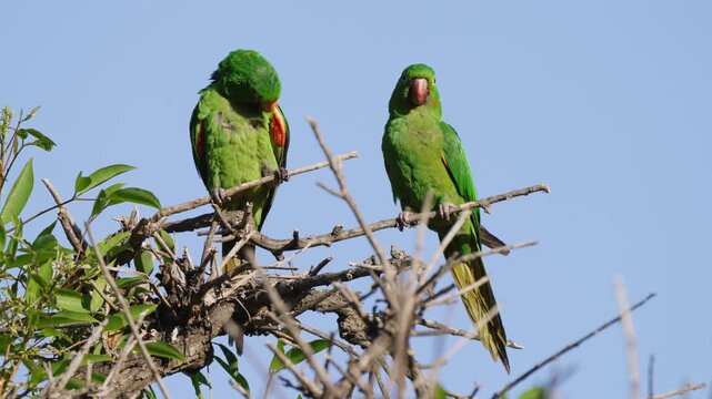 Two green parakeets rest on a branch against a clear blue sky, showcasing vibrant plumage. Suitable for wildlife documentaries or nature-themed projects.