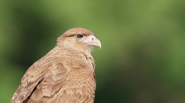 A Chimango Caracara with detailed plumage is perched still, set against a soft-focus green backdrop. Ideal for wildlife documentaries or educational content.