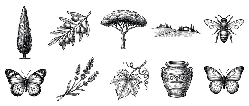 Mediterranean nature icons set. Italian and Greek landscape elements concept. Includes cypress tree, olive branch, pine tree, vineyard, bee, butterfly, lavender, grape leaf, amphora