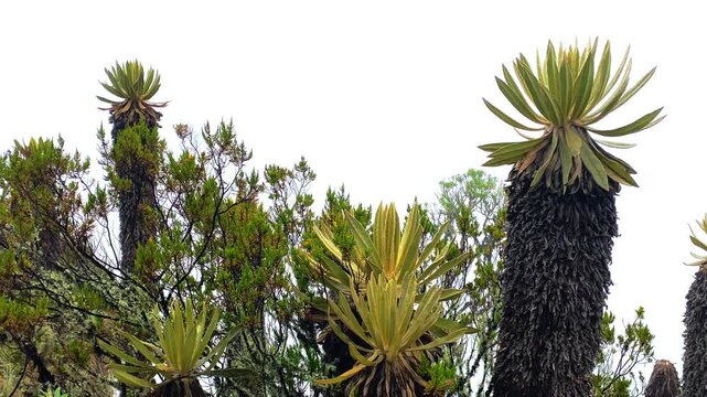Medium shot of frailejones Espeletia and native p&aacute;ramo vegetation gently swaying in wind against white cloudy sky, volcanic slopes near Murillo Colombia.