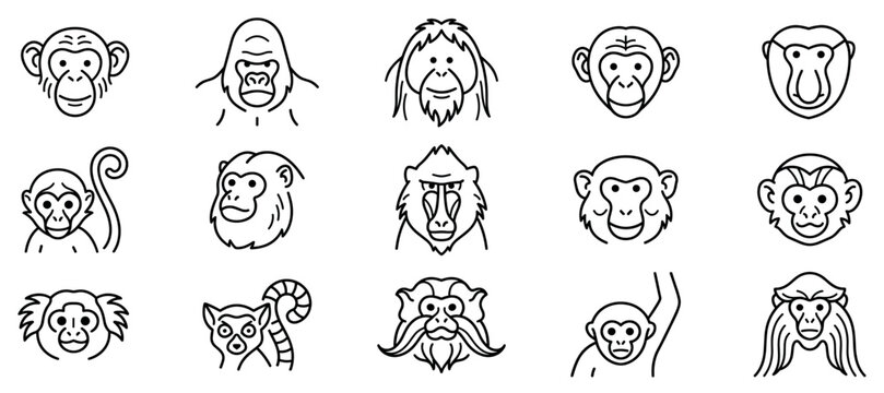 Monkey icons set. Primate animals and wildlife concept. Includes chimpanzee, gorilla, orangutan, baboon, lemur, marmoset, macaque. Line style