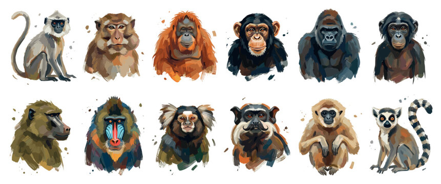 Primate icons set. Diverse monkey and ape species concept. Includes langur, macaque, orangutan, chimpanzee, gorilla, baboon, mandrill, marmoset, gibbon, lemur. Watercolor brush stroke style