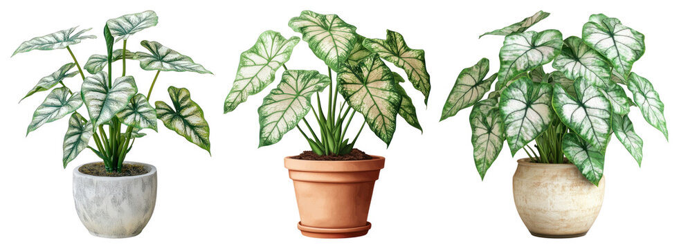 PNG Three potted caladium plants displayed on transparent background