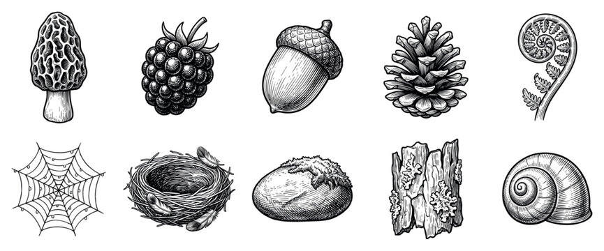 Forest nature icons set. Woodland elements and wildlife concept. Includes morel mushroom, blackberry, acorn, pine cone, fern frond, spiderweb, bird nest, mossy rock, tree bark, snail shell