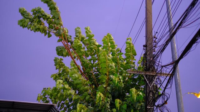 Sunset colors highlight tree foliage and tangled electrical wires