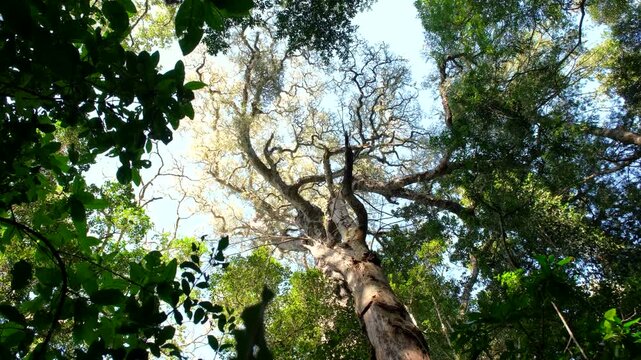Upward view at huge ancient yellowwood tree growing in pristine Knysna forest