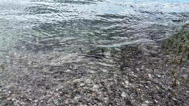 Crystal clear water gently lapping on a pebble shore with horseshoe crab. Small ripples created by a thrown stone create concentric circles on the surface