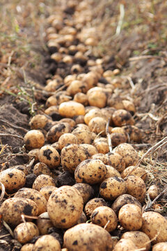 Potato harvest. Harvesting potatoes. Potato tubers are dug out of ground. Fresh organic products. Farm with organic vegetables