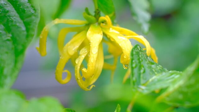Vibrant yellow ylang-ylang blossom glistens with fresh dew