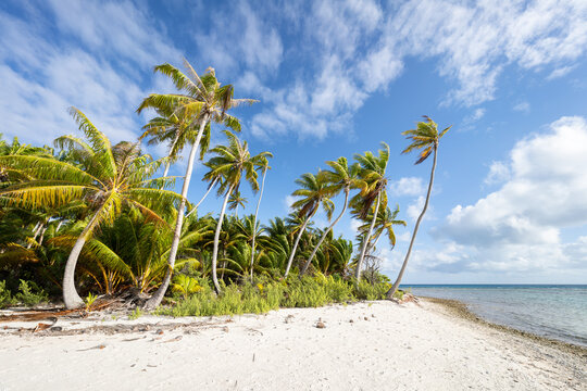 Tropical beach with palm trees, Tikehau Atoll, French Polynesia