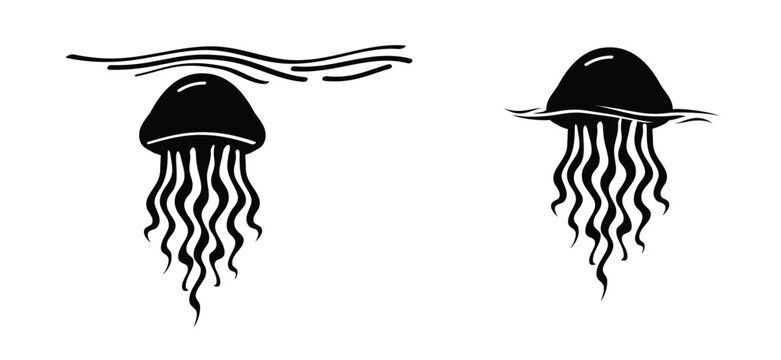 jellyfish, transparent, soft sea creature with an umbrella-shapJellyfish, soft, transparent sea creature. A gelatinous, usually transparent marine organism with an umbrella-shaped body, the beled body