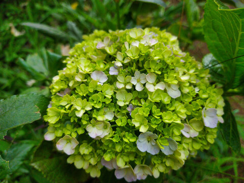 Beautiful green Hydrangea or Hortensia (Hydrangea macrophylla) flowers bloom in the sun