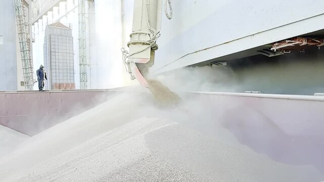 wheat loading to the bulk carrier ship holds. slow motion. filling vessel cargo compartment and trimming. grain cargo transportation technology. grain dust. 