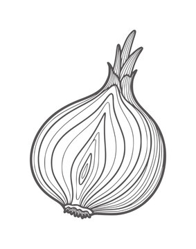 Black and white line of a halved onion with layers rings