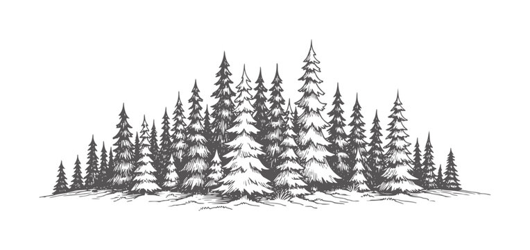 Dense evergreen forest line with varied tree heights trees pine