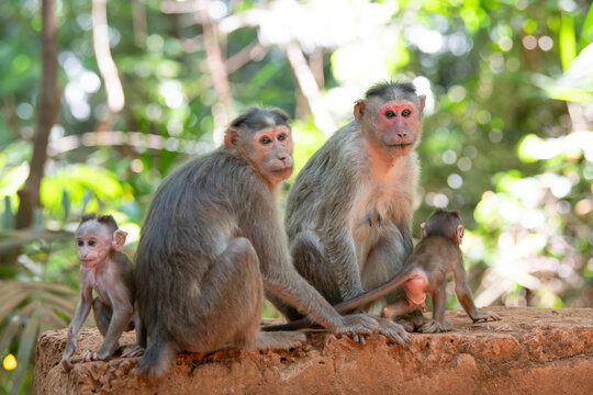 Barbary macaque ape, rhesus monkey family with two baby monkeys, tropical jungle India, wildlife rainforest animal, bonding and relationship 