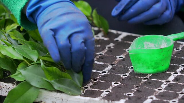Harvesting vibrant green leaves in a sunny garden