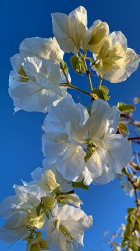 Close-up of white flowers blooming on a sunny day with clear blue sky background.