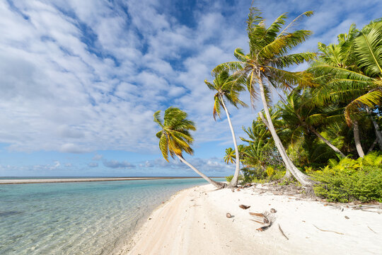 Tropical beach with palm trees on Tikehau, French Polynesia