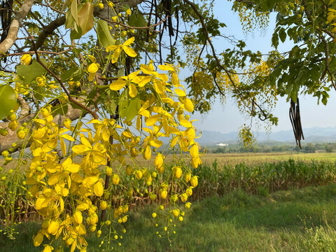 Cassia fistula or yellow ratchaphruek flower blooming in spring season, national flower of Thailand