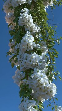 Cluster of white flowers blooming on a green leafy vine against a clear blue sky.