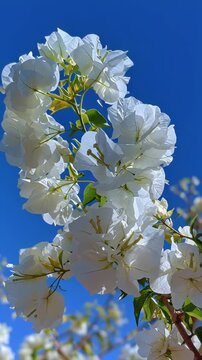 Close-up of white flowers blooming on a tree branch against a clear blue sky.