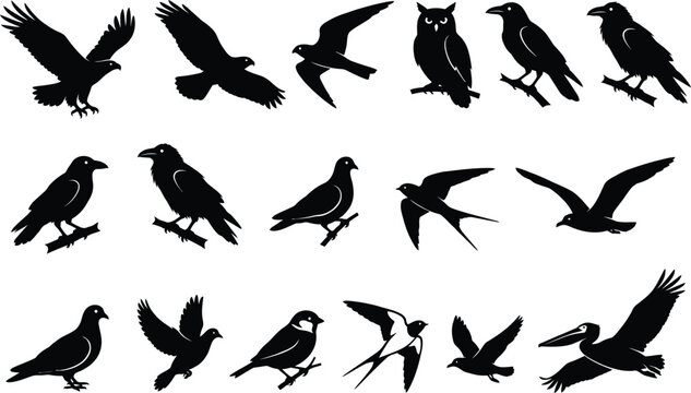 Collection of various black bird silhouettes for design use