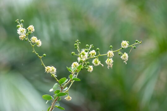 Close up of Madras thorn (pithecellobium dulce) flowers in bloom 