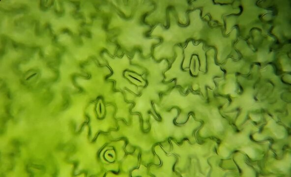 microscope image of a leaf