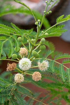 Close up of Madras thorn (pithecellobium dulce) flowers in bloom 