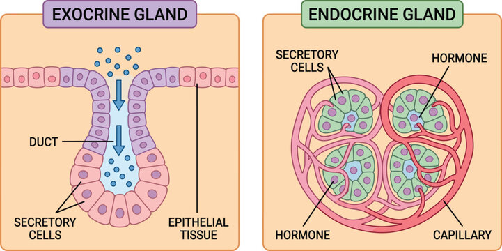 Exocrine and endocrine gland comparison diagram, hormone secretion anatomy, medical educational biology illustration chart