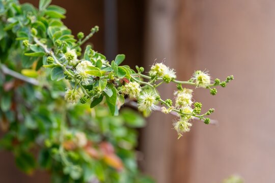Close up of Madras thorn (pithecellobium dulce) flowers in bloom 