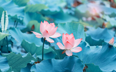 Obraz premium Lotus flower plants in garden pond