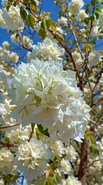 Close-up of white bougainvillea flowers on a tree branch in spring.