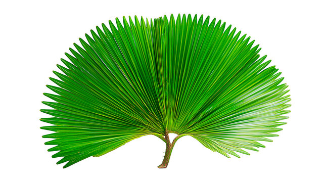 A single round fan palm leaf isolated on a pure white background.